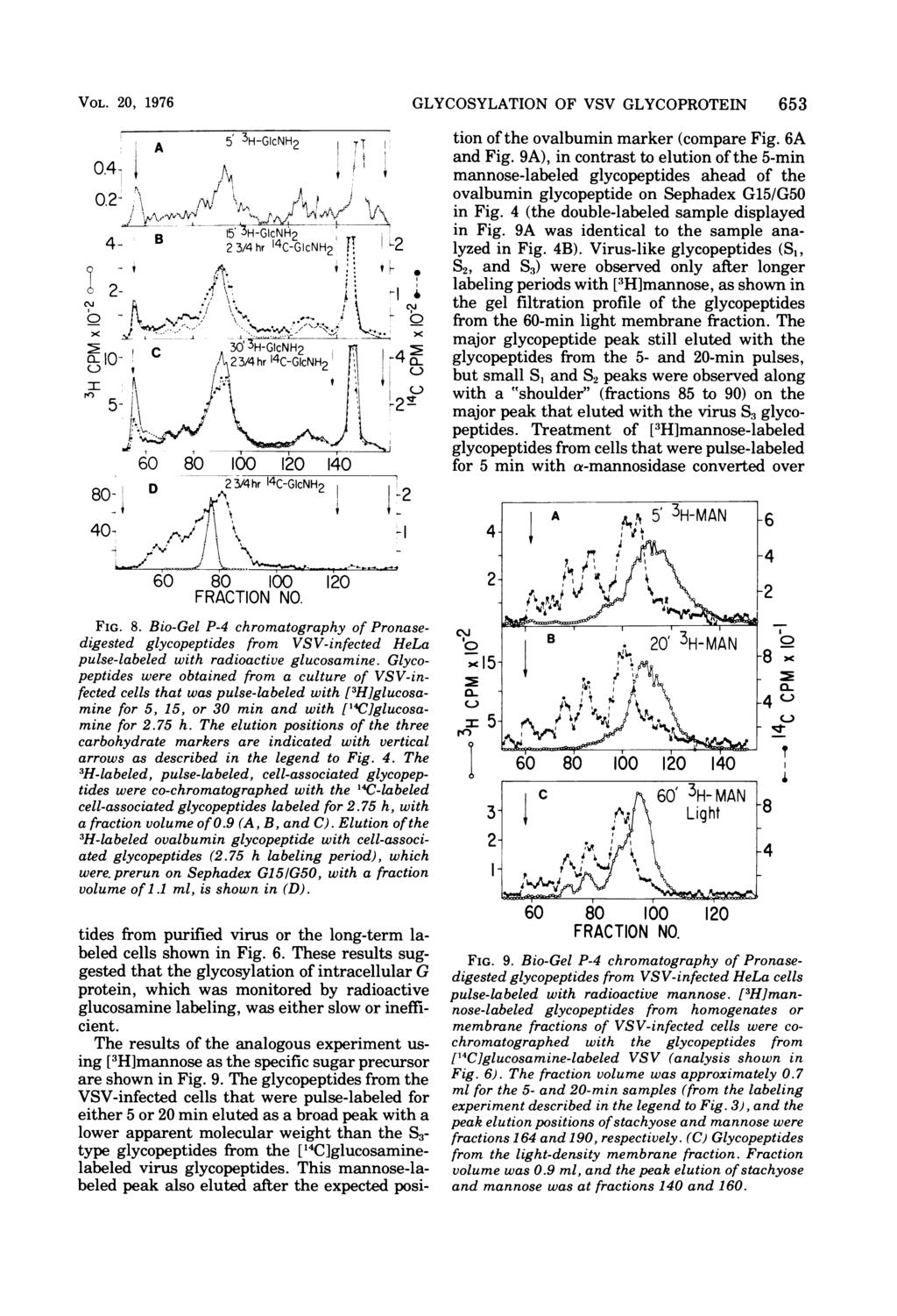 VOL. 20, 1976 D 23/4hr 14C-GIcNH2 40- r,1xy /Y J '. LI- x -. 60 80 100 120 FIG. 8. Bio-Gel P-4 chromatography of Pronasedigested glycopeptides from VSV-infected HeLa pulse-labeled with radioactive glucosamine.