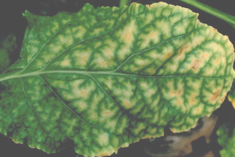 Some other viruses of spinach, beet & chard Beet curly top virus