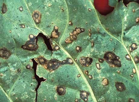 Bacterial leaf spot of beet: