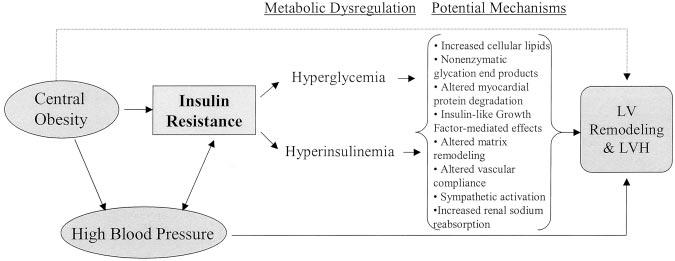 454 Circulation January 28, 2003 Potential mechanisms by which insulin resistance and its precursors/correlates are associated with LV hypertrophy (LVH) (see reference 26 for review).