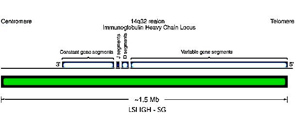 Figure 5. Vysis LSI IGH probe used to detect the presence of translocations involving chromosome 14 in the q32 region, IGH gene. "Vysis LSI IGH SpectrumGreen Probe." Abbott Molecular, n.d. Web.