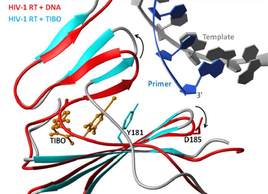 Viruses 2010, 2 618 an NNRTI interferes with the chemical step of DNA synthesis [83,84]. A number of different mechanisms have been proposed for NNRTI inhibition of RT.