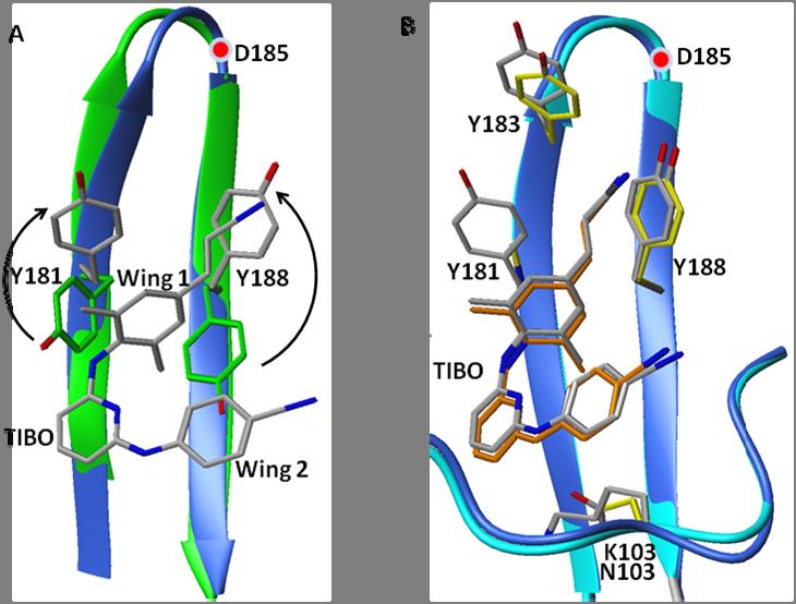 Viruses 2010, 2 624 8.1. Loss/Change of Interactions at the NNRTI Binding Pocket Amino acids Y181 and Y188 are key residues of the NNIBP that interact with Wing I of the butterfly-like NNRTIs (Figure 11).