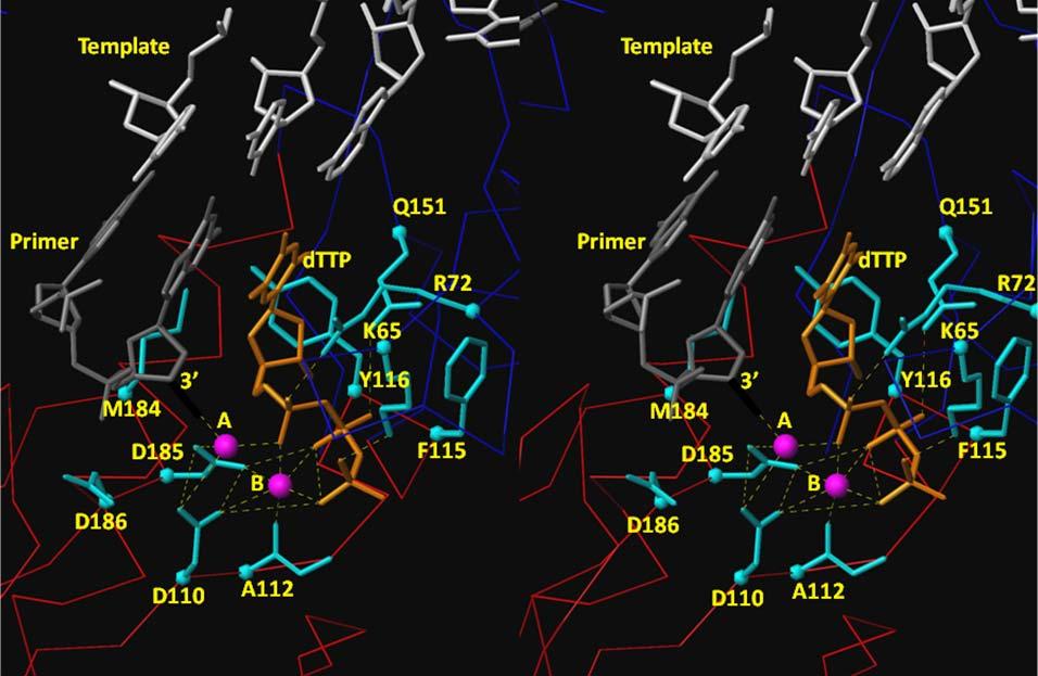 Viruses 2010, 2 613 Three aspartates form the catalytic center of the RT polymerase active site, the 3 -OH group of the primer strand and the phosphate groups of the incoming dntp, bind two divalent