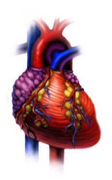 Athletic Heart Syndrome Normal physiologic and morphologic