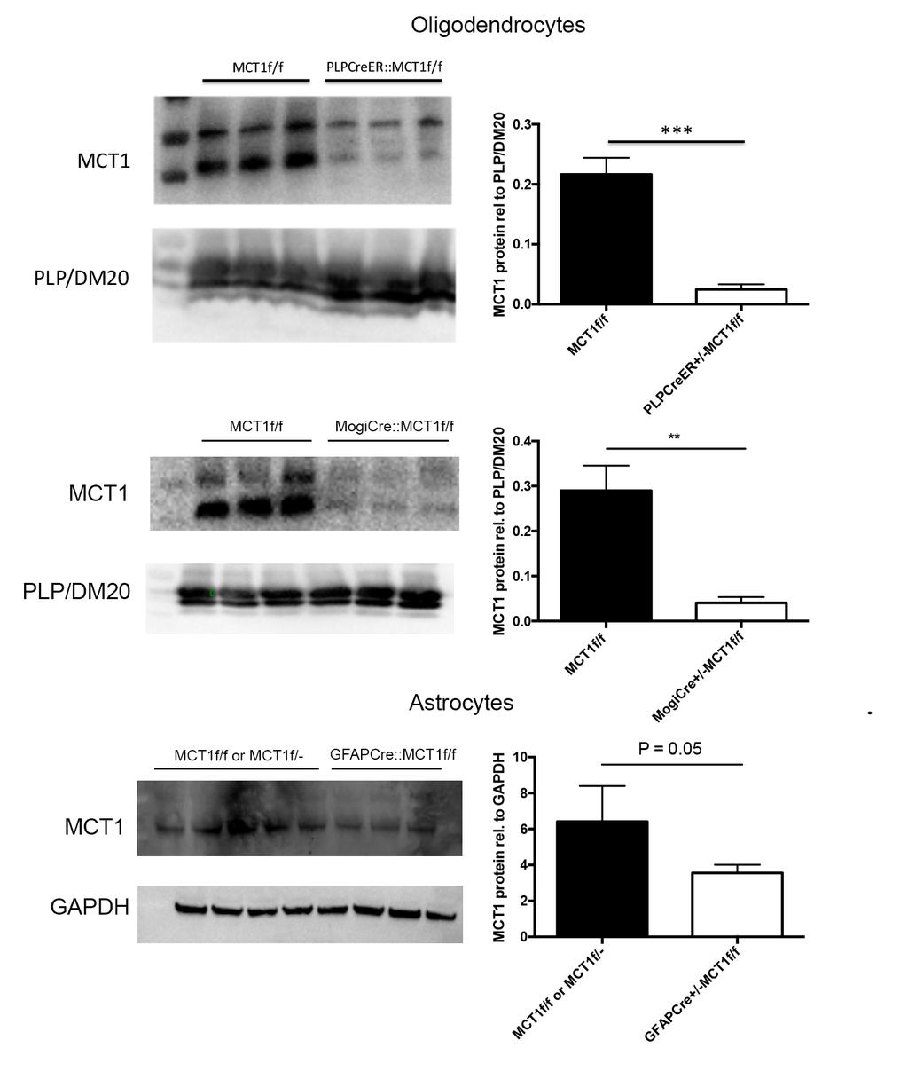 Fig 5. Loss of MCT1 protein when MCT1 conditional knockout mice are crossed with oligodendrocyte or astrocyte specific Cre lines.