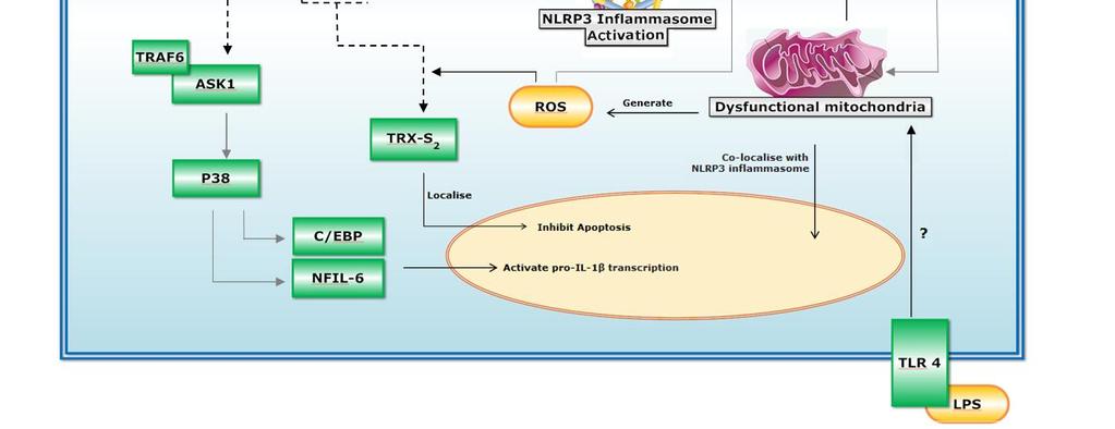 This together with LPS stimulus causes mitochondrial dysfunction. Dysfunctional mitochondrial have increased ROS production. The released ROS triggers mitochondrial DNA leakage to the cytosol.