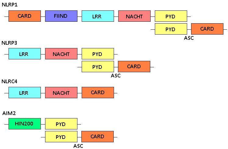 Figure 1. Different inflammasomes and their structural domains. NLRP3 forms a cytosolic multi-protein complex with ASC in order to contain a CARD.