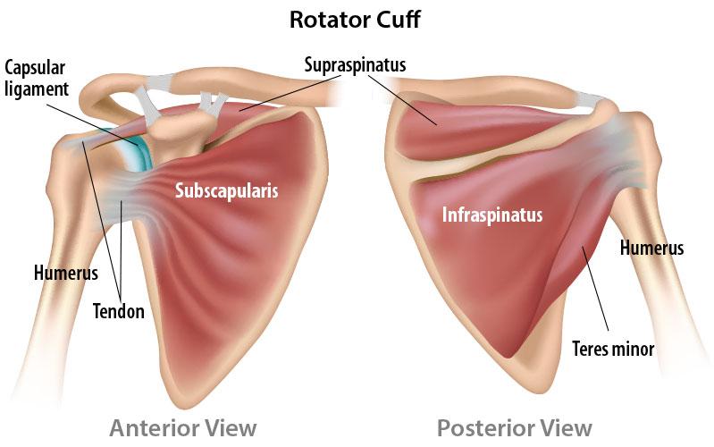 ROTATOR CUFF INJURIES / IMPINGEMENT SYNDROME Shoulder injuries are common in patients across all ages, from young, athletic people to the aging population.