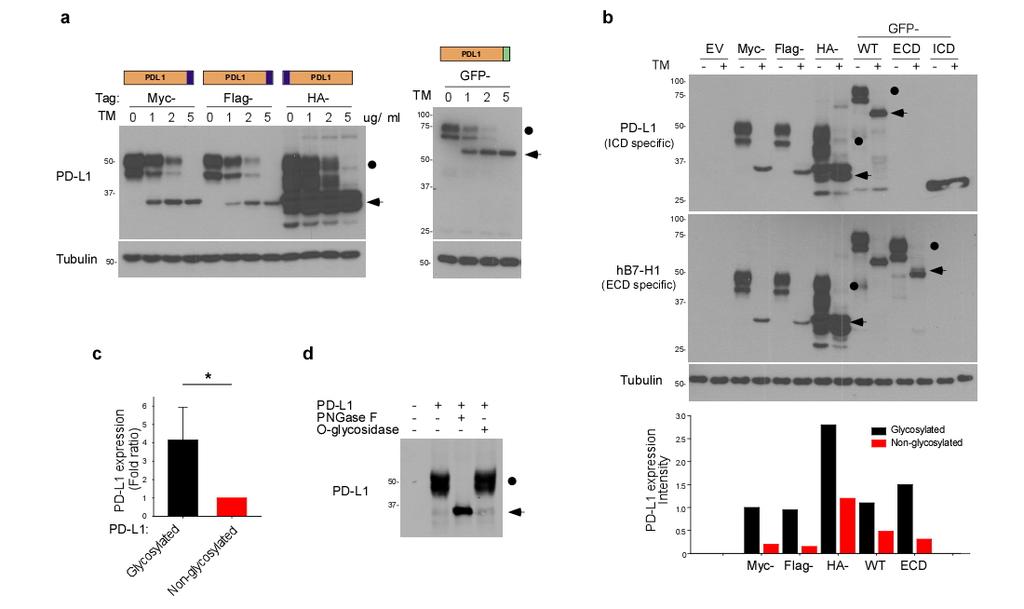 Supplementary Figure 2. Expression of glycosylated and non-glycosylated PD-L1 protein.