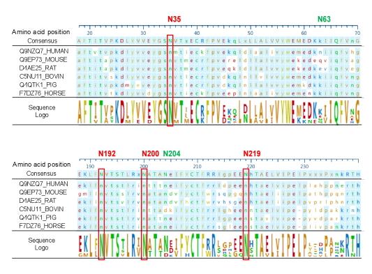 Supplementary Figure 3. N-glycosylation sites of PD-L1 protein. Sequence alignment of the PD-L1 amino acid sequences from different species.
