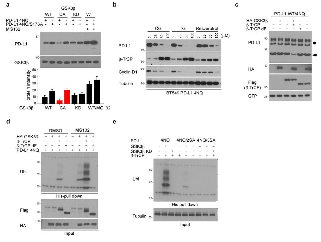 Supplementary Figure 6. GSK3β induces β-trcp-mediated PD-L1 ubiquitination and degradation. (a) Western blot analysis of PD-L1 4NQ expression.