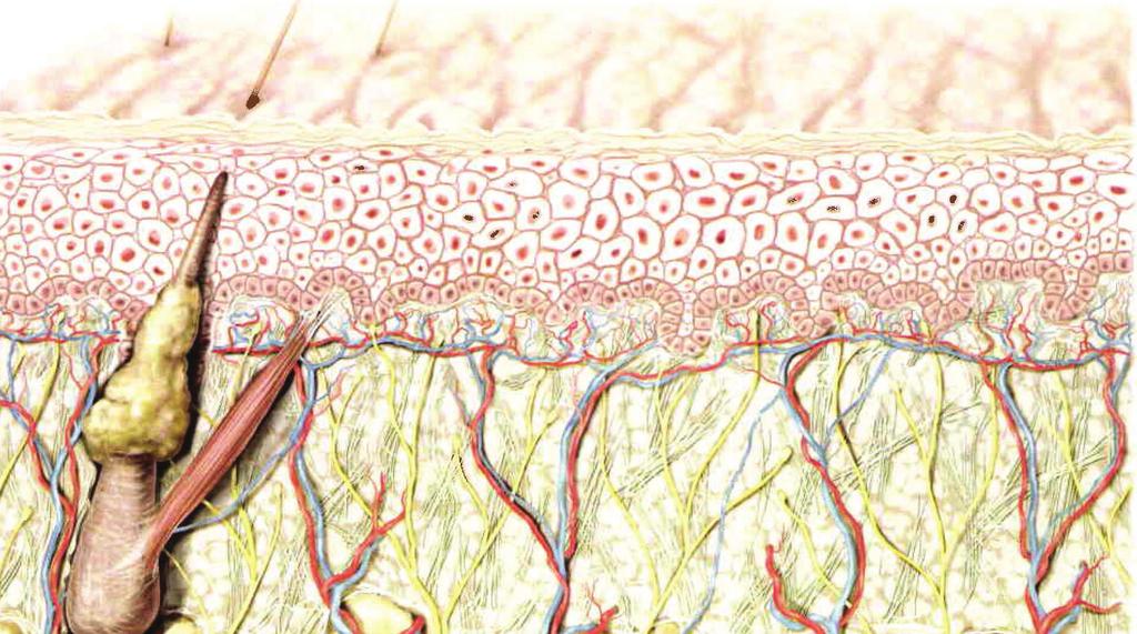 How Collagen and Elastin are Formed The dermis is comprised of three layers: the papillary dermis, the reticular dermis, and the subcutaneous dermis.