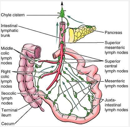 Jejunum and ileum: Lymphatic Successively, the lymphatics of the SI drains into: Juxta-intestinal lymph nodes: located close to the intestinal