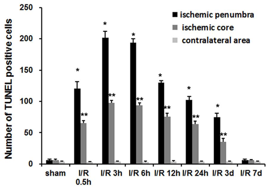 The numbers of TUNEL positive cells were counted in ischemic core, the ischemic penumbra and contralateral region. *P<0.01 vs. sham group in ischemic penumbra. **P<0.01 vs. sham group in ischemic core.
