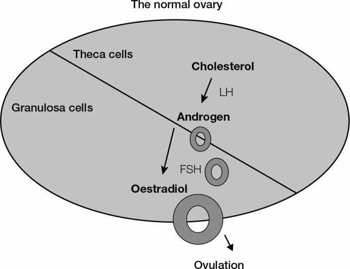Theca cells, where cholesterol is converted to androgen under the influence of LH. Granulsoa cells, where androgens are converted to oestradiol under the influence of FSH.