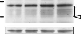 E Gonzlez-Rodriguez et l.: IGF-1 nd sodium trnsport o r i g i n l r t i c l e moleculr weight (including the non-phosphorylted Sgk1).
