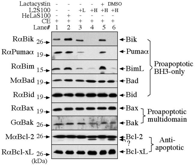 VOL. 73, 2005 NOTES 1863 FIG. 2. Degradation of Bik, Puma, and Bim by a proteolytic activity in the cytosol of chlamydia-infected cells.