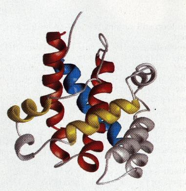 Structural similarities between Bcl-2 family proteins and
