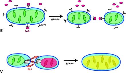 Mitochondria dynamics usion proteins :