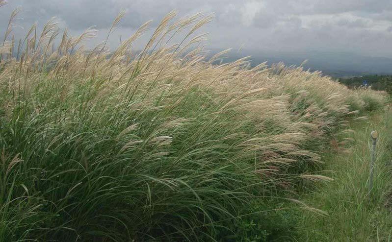 FIGURE 1: High energy, perennial long grass, miscanthus The time limiting step in the overall conversion of biomass to bioethanol is the hydrolysis step.
