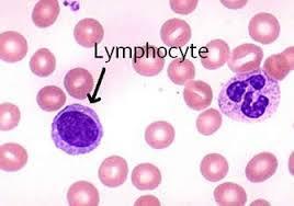 Blood Cells Lymphocytes produce antibodies.