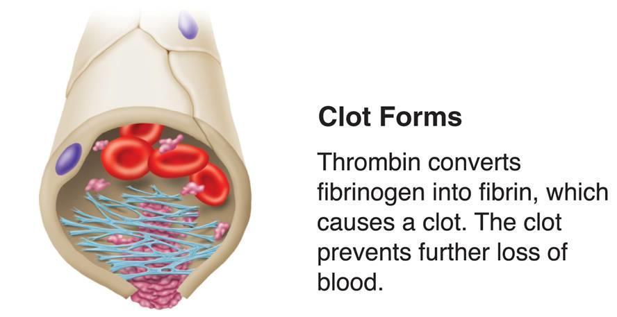 Blood Cells Blood clotting is made possible by a number