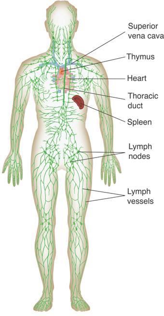 The Lymphatic System The Lymphatic System The lymphatic system collects and returns fluid that leaks from blood vessels.