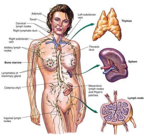 Hodgkin's lymphoma, cells in the lymphatic system grow abnormally and may spread beyond the lymphatic system.