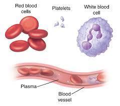 Blood Cells Blood Cells The cellular portion of blood