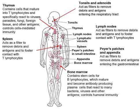 The Lymphatic System The lymphatic system has three main functions: It maintains the balance of between the and, known as fluid homeostasis.