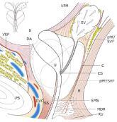 Anatomy The prostate gland is situated directly under the bladder and envelops
