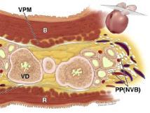 Anatomy Neurovascular bundles (NVB) course posteriorly at 5 and 7 o clock.