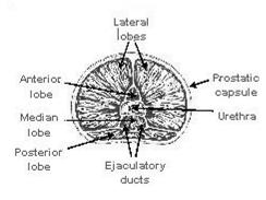 Anterior lobe Median lobe Lateral lobe