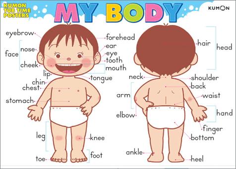 UNIT 1 : THE HUMAN BODY 1.1.- KNOWING YOUR BODY The first thing we need to do before starting the P.E. class, it s to make sure that we really now our own body.