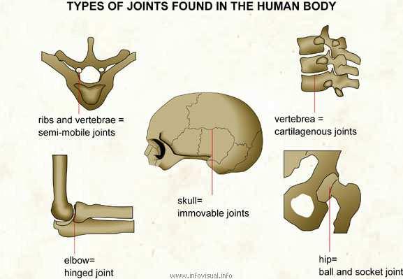 There are four types of bones in your body. They are long bones, short bones, flat bones, and irregular bones. Bones need muscles to make them move.
