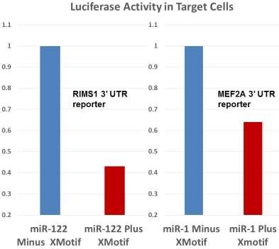 System Biosciences (SBI) User Manual Fig. 3: A) How mirnas influence Luciferase 3 UTR reporters in cells.
