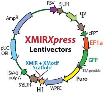 XMIR, AXMIR & XMIRExpress Cat. #s XMIR-xx, AXMIR-xx, XMIRXP-xx Fig. 6: Lentivector plasmid map of pre-made XMIRXpress mirna constructs.