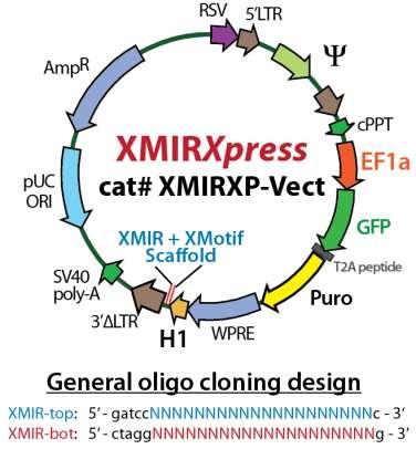 XMIR, AXMIR & XMIRExpress Cat. #s XMIR-xx, AXMIR-xx, XMIRXP-xx A. Fig. 8: A) Lentivector plasmid map of XMIRXpress mirna cloning lentivector and how to design oligos to clone into XMIR scaffold.