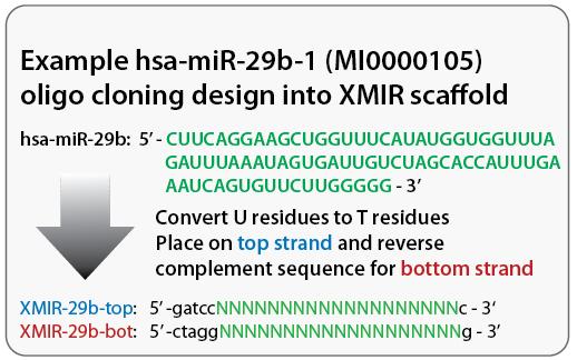 XMIR, AXMIR & XMIRExpress Cat. #s XMIR-xx, AXMIR-xx, XMIRXP-xx C. If desired mirna is a -5p in the hairpin An example of cloning hsa-mir-155-5p (MI0000681) is shown below.