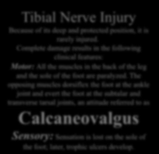 Tibial Nerve Injury Because of its deep and protected position, it is rarely injured.