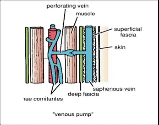 The valves in the perforating veins