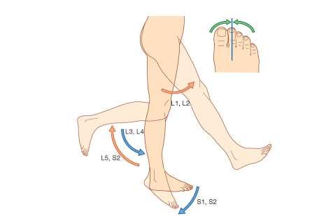Myotomes in the lower limb Flexion of the hip is controlled primarily