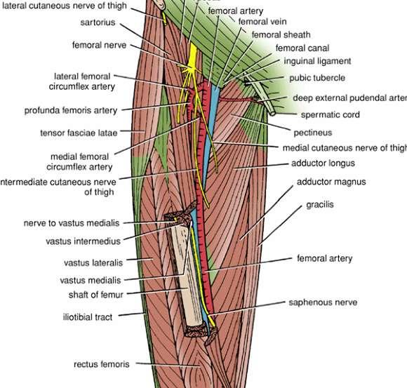 the inguinal ligament