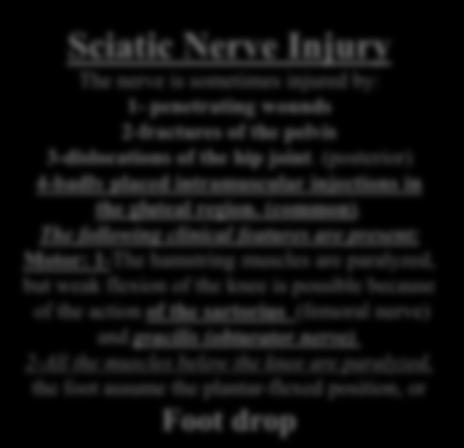 Sciatic Nerve Injury The nerve is sometimes injured by: 1- penetrating wounds 2-fractures of the