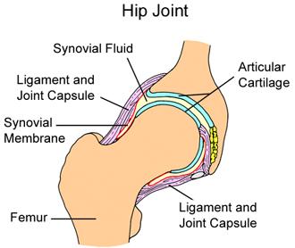 Hip Joint: Nerve supply Lumbar plexus Femoral nerve through the nerve to the Rectus Femoris Ant division of the