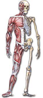 1) A rigid structure (BONE) Levers in our body are formed from Bones, Joints and Muscles.