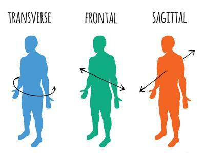 There are three planes of movement: Sagittal plane - a vertical plane that divides the body into left and right sides.
