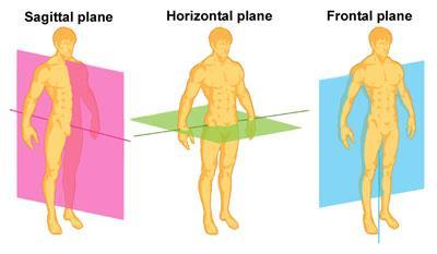 Frontal plane - passes from side to side and divides the body into the front and back.