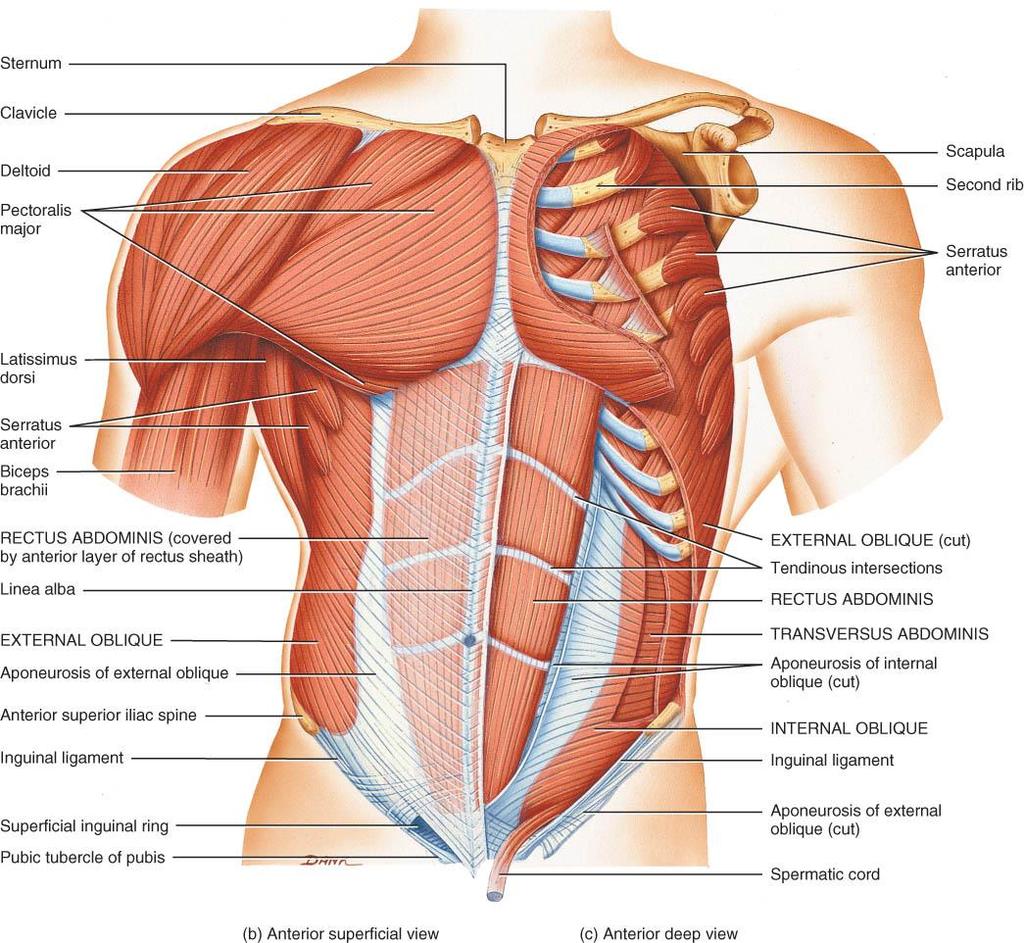 MUSCLES OF